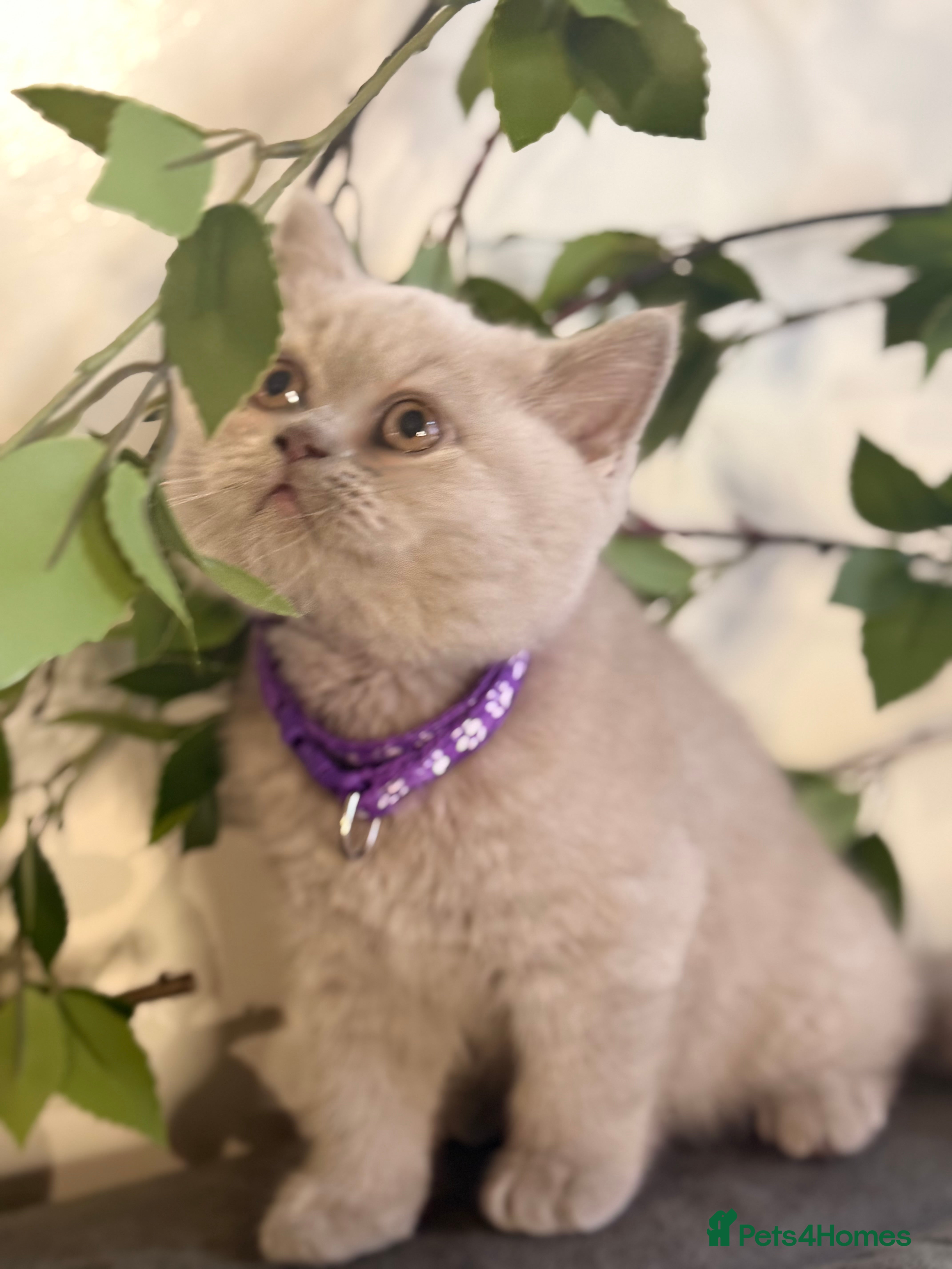 British Shorthair cats 100% Pure Pedigree Champion line Bsh BOY - Advert 1
