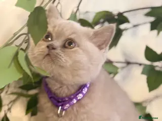 British Shorthair cats 100% Pure Pedigree Champion line Bsh BOY - Advert 1