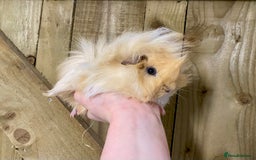 Guinea Pig rodents for sale: Long haired Guinea Pigs For Sale - Image 16