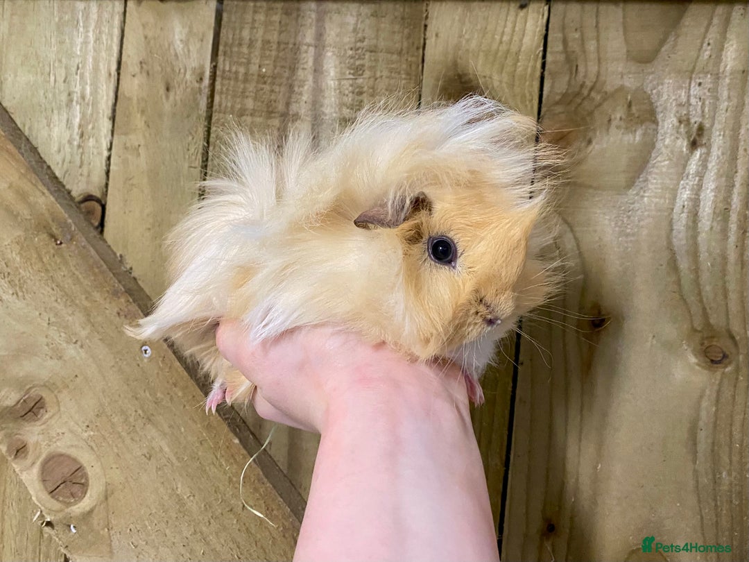 Guinea Pig rodents for sale: Long haired Guinea Pigs For Sale - Image 16