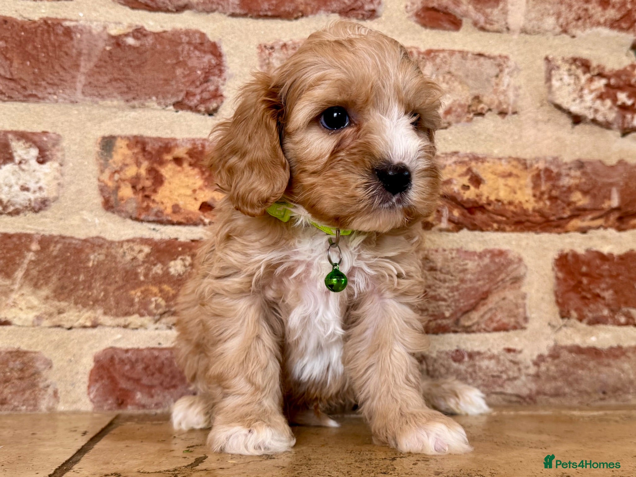 Cavapoo dogs F1 cavapoo males 💙💚 - Advert 1