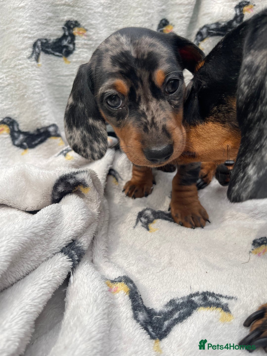 Miniature Dachshund dogs for sale: KC Reg Pedigree Mini Smooth Haired Dachshunds - Image 31