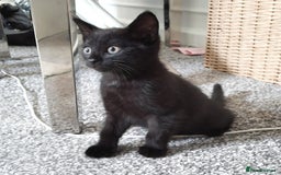 Mixed Breed cats for sale: Immediate collection Male kitten in Grove Park  - Image 1