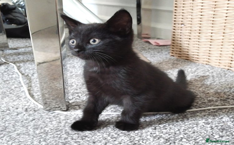 Mixed Breed cats - Advert 1