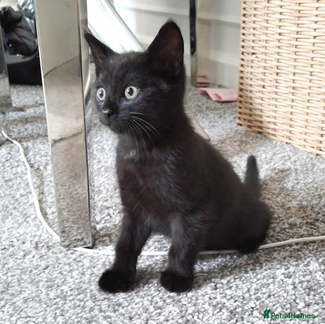 Mixed Breed cats for sale: Immediate collection Male kitten in Grove Park  - Image 1