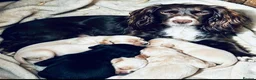 Cockapoo dogs for sale: Beautiful babies  - Advert 1