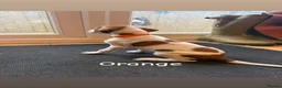 Saluki dogs for sale: Saluki greyhound puppies- Boys in Dover - Advert 2