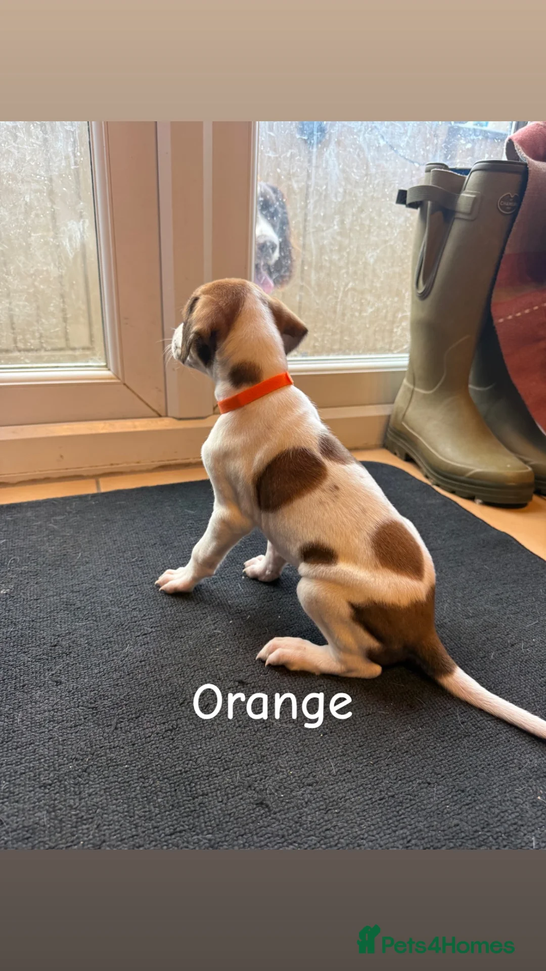 Saluki dogs for sale: Saluki greyhound puppies- Boys in Dover - Advert 2