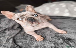 French Bulldog dogs for sale: French Bulldogs - Image 26