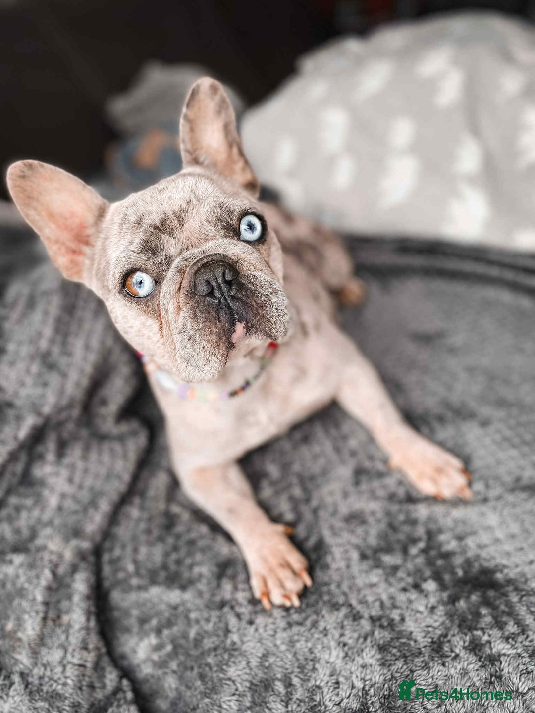 French Bulldog dogs for sale: French Bulldogs - Image 26