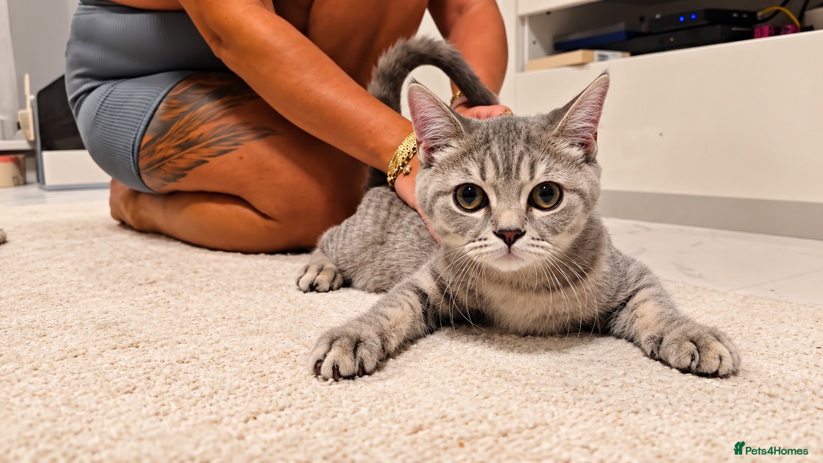 Scottish Fold cats 4 gorgeous Scottish Straight kittens - Advert 5