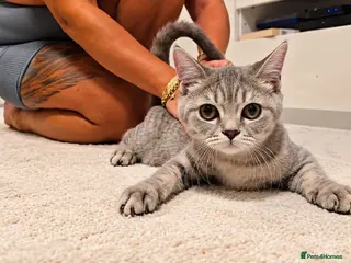 Scottish Fold cats 4 gorgeous Scottish Straight kittens - Advert 5