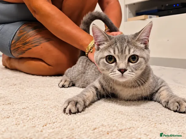 Scottish Fold cats 4 gorgeous Scottish Straight kittens - Advert 12