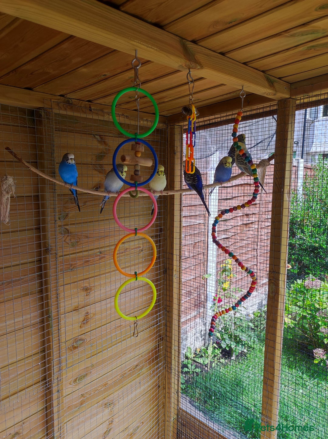 Budgerigars birds for sale: 2 budgies for 30 - Image 3