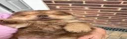 Chow Chow dogs for sale: Chow chow boy  in Slough - Advert 1
