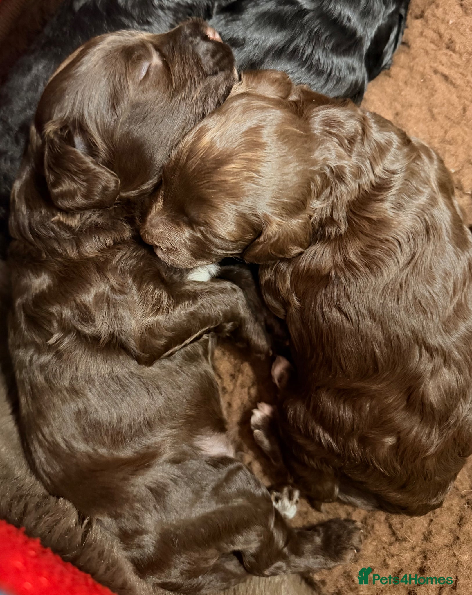 Cockapoo dogs F2b Cockapoo Puppies Health‑Tested Pedigree Lines - Advert 1