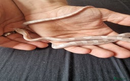 Corn Snake reptiles for sale: Lavender male cornsnake - Image 3