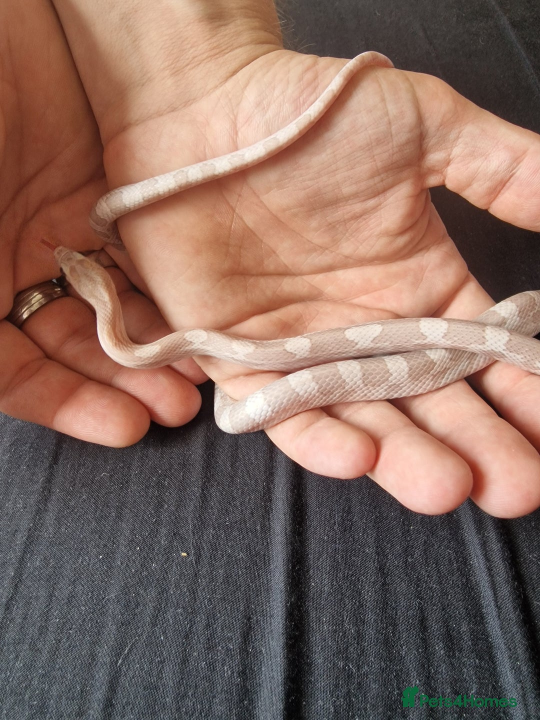Corn Snake reptiles for sale: Lavender male cornsnake - Image 3