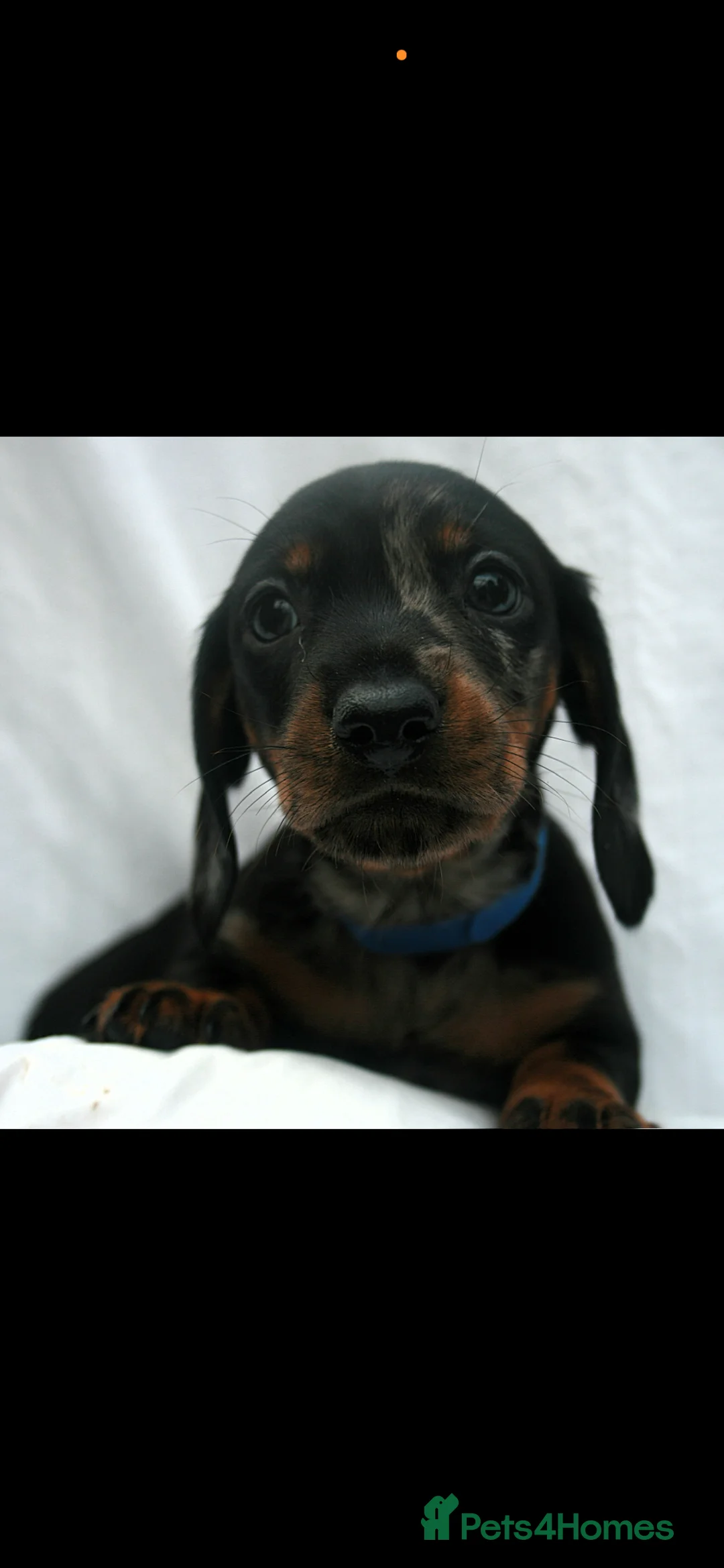 Dachshund dogs for sale: Beautiful Mini/Standard Dachshund Puppies – Ready  - Advert 8
