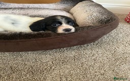 Cocker Spaniel dogs for sale: Cocker spaniel puppies  - Image 13