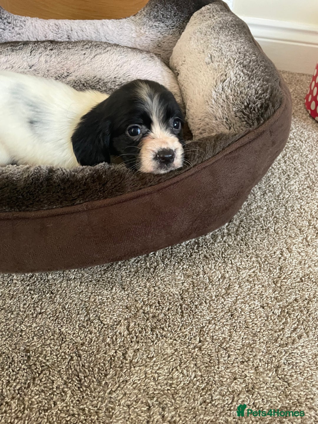 Cocker Spaniel dogs for sale: Cocker spaniel puppies  - Image 13
