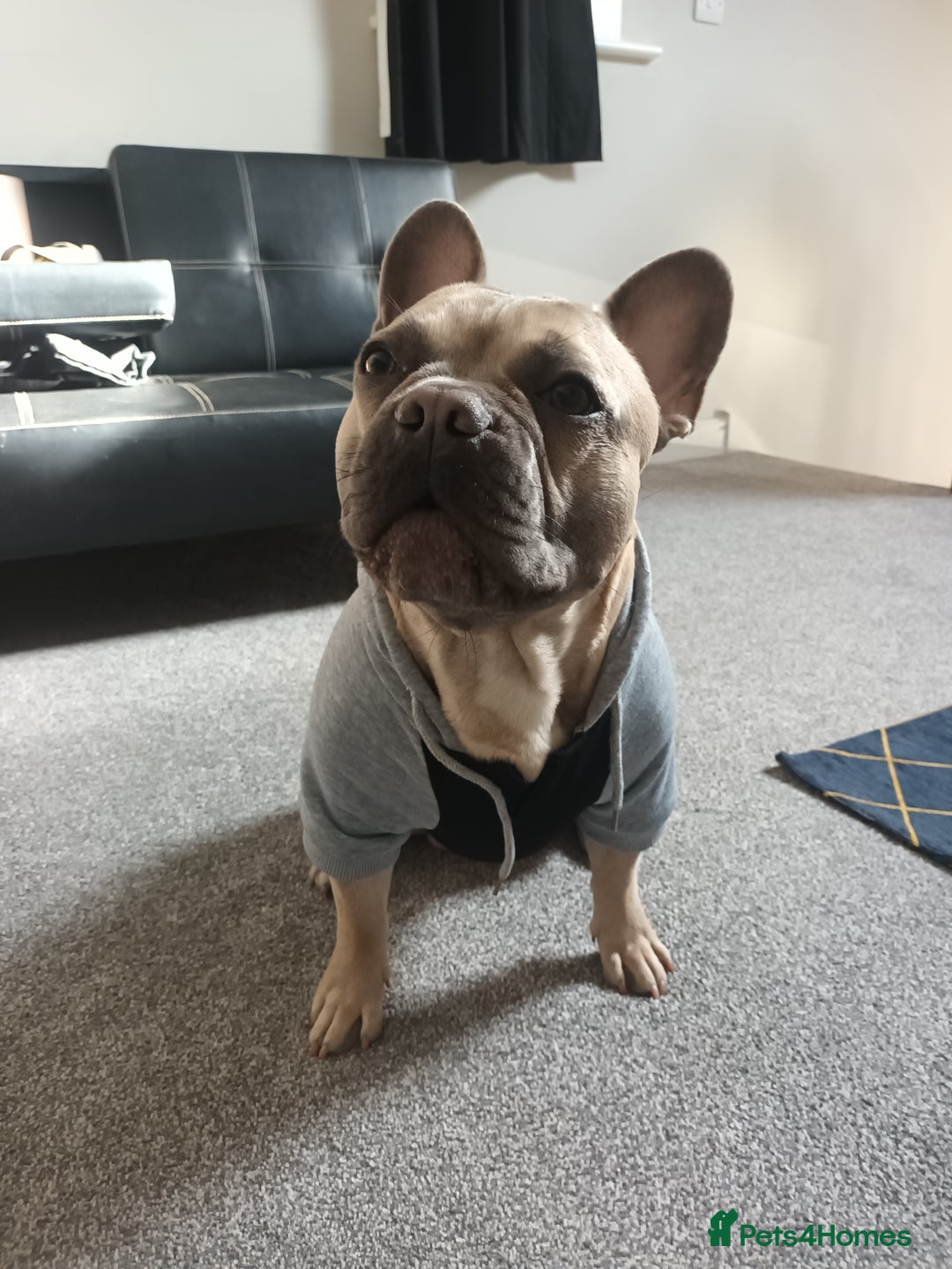 French Bulldog dogs for stud: Bruno - Advert 7