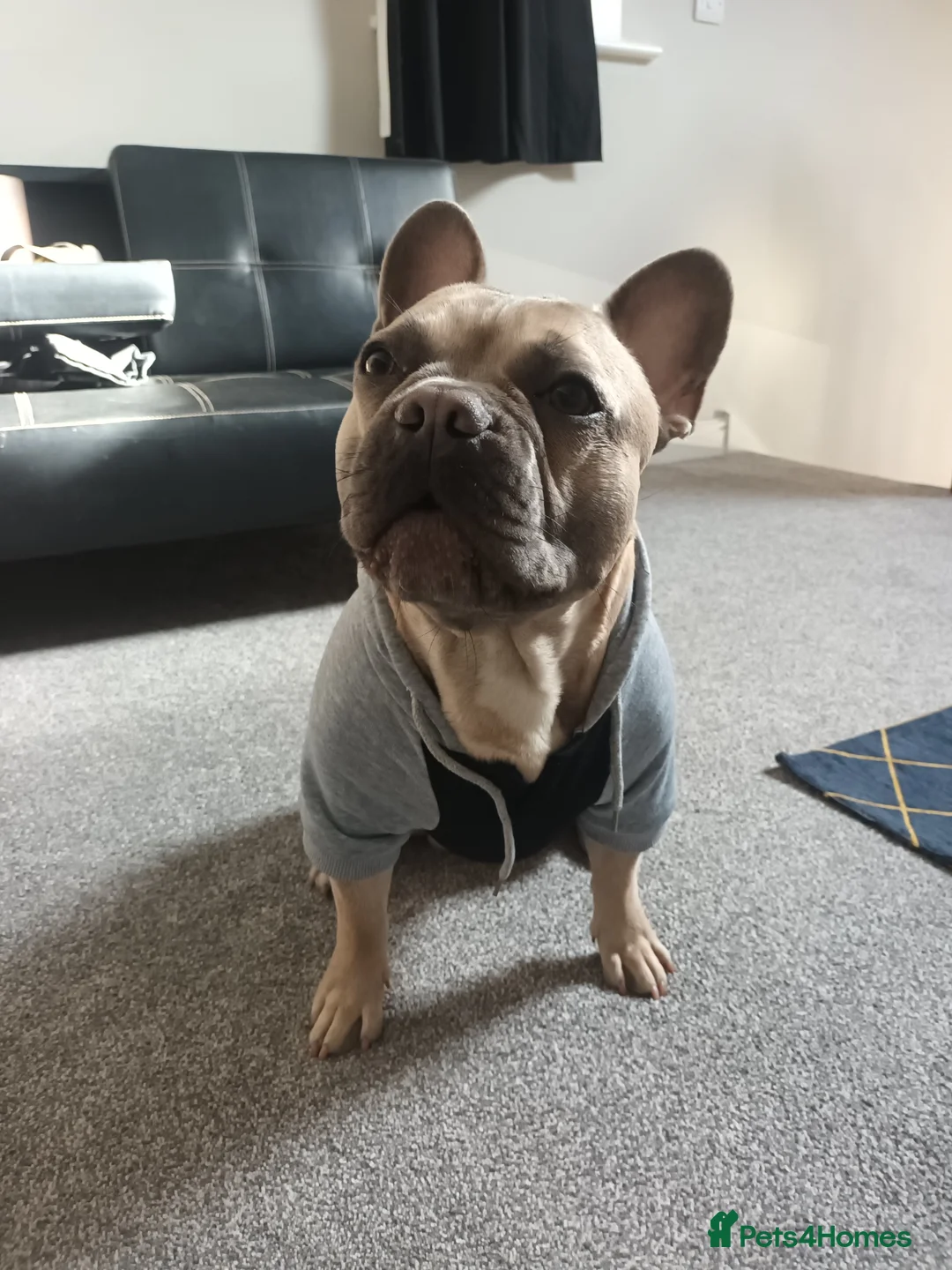 French Bulldog dogs for stud: Bruno - Advert 7