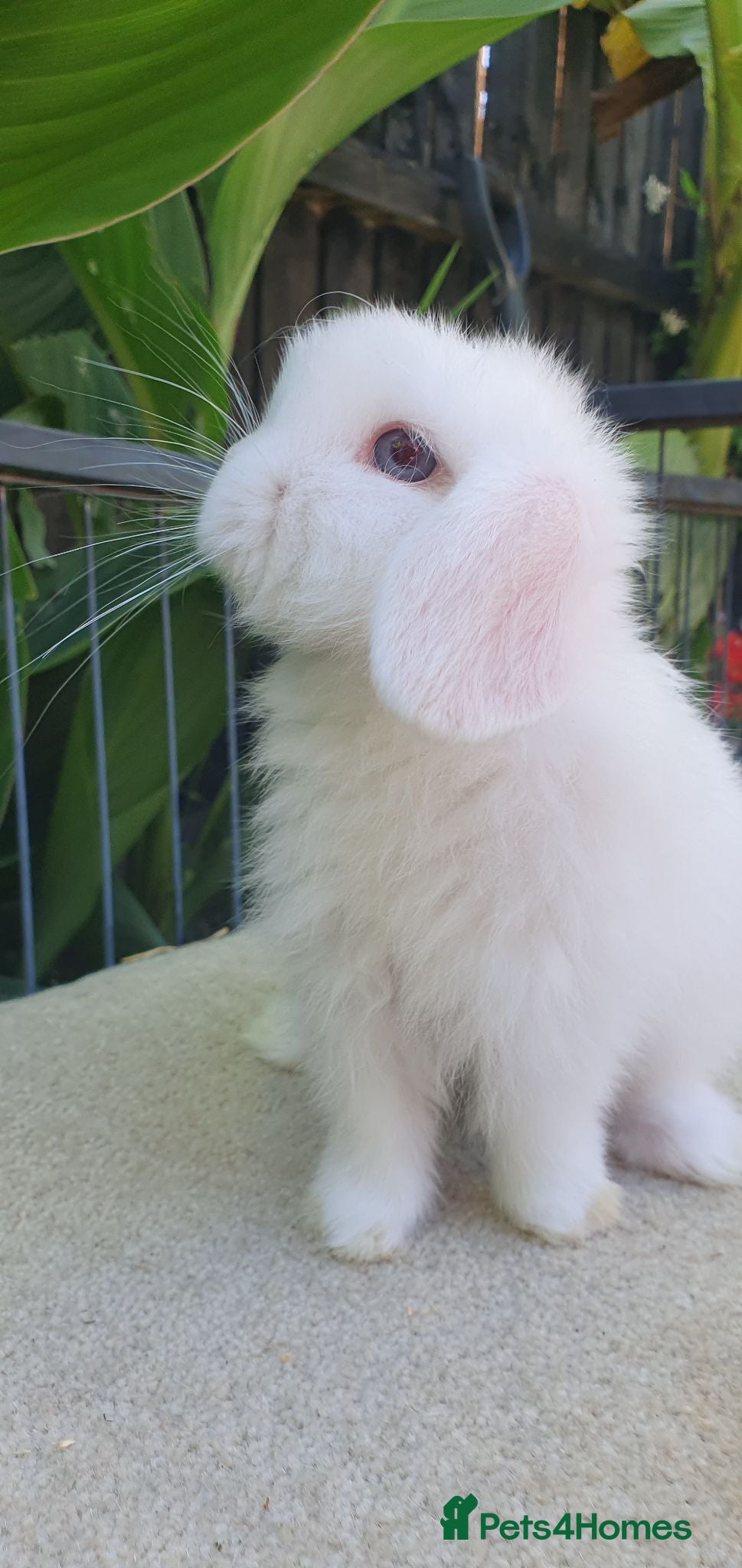 Mini Lion Lop rabbits Baby mini lop girl available now - Advert 4
