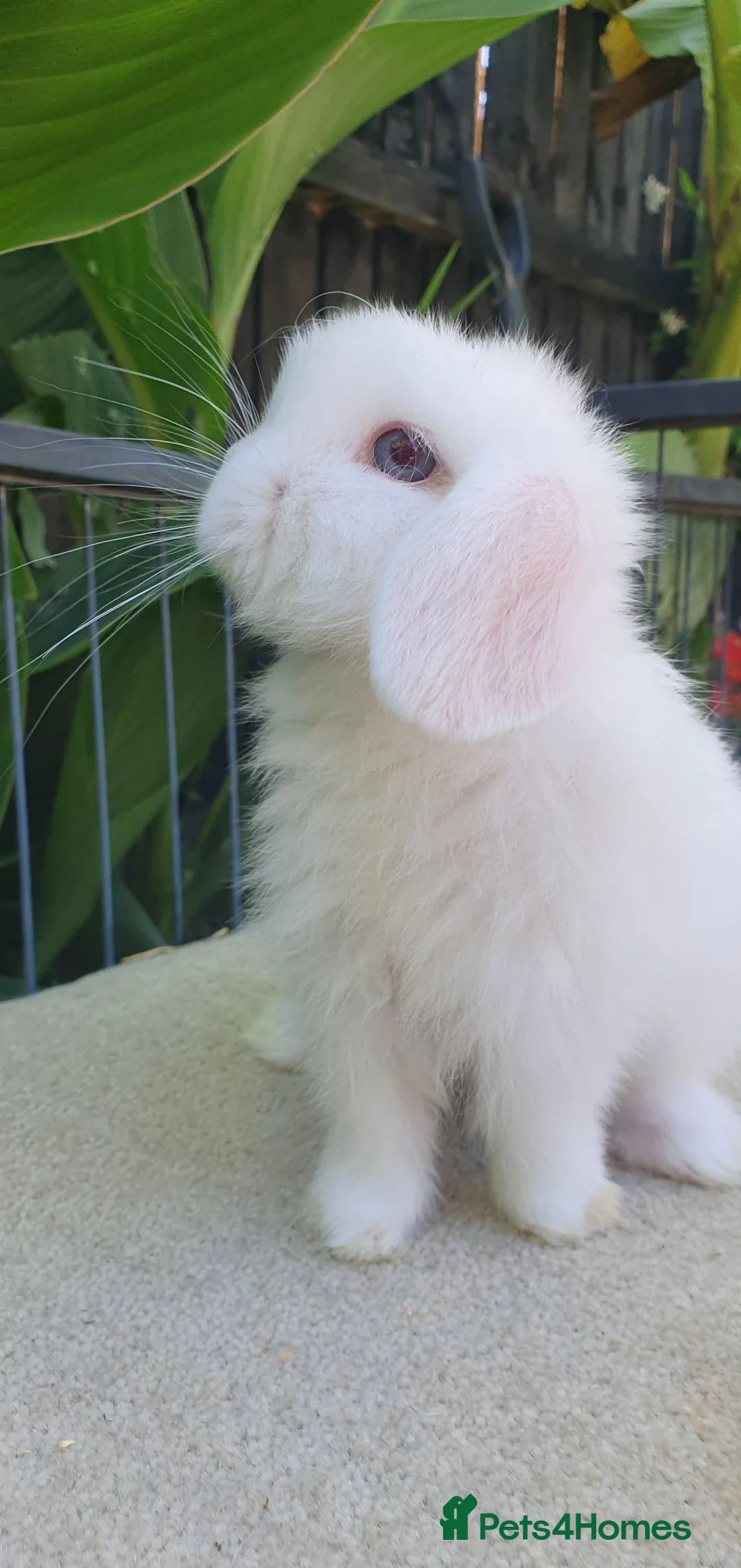 Mini Lion Lop rabbits for sale: Baby rabbits for sale available now - Advert 2