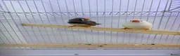 Finches birds for sale: Pair of bonded zebra finches and cage  - Advert 3