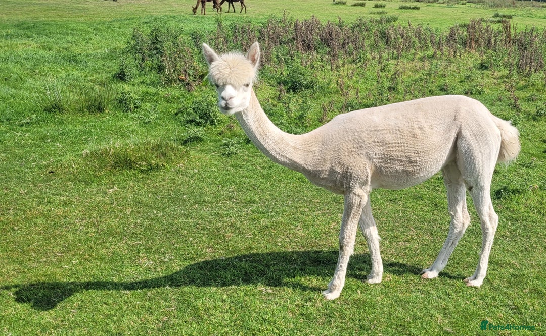 Alpaca livestock for sale: Alpacas for Sale - Advert 6