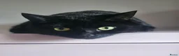 Mixed Breed cats for sale: Beautiful black cat - Advert 4