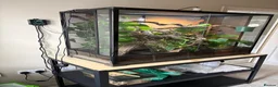 Chameleon reptiles for sale: Panther Chameleon and set up - Advert 4