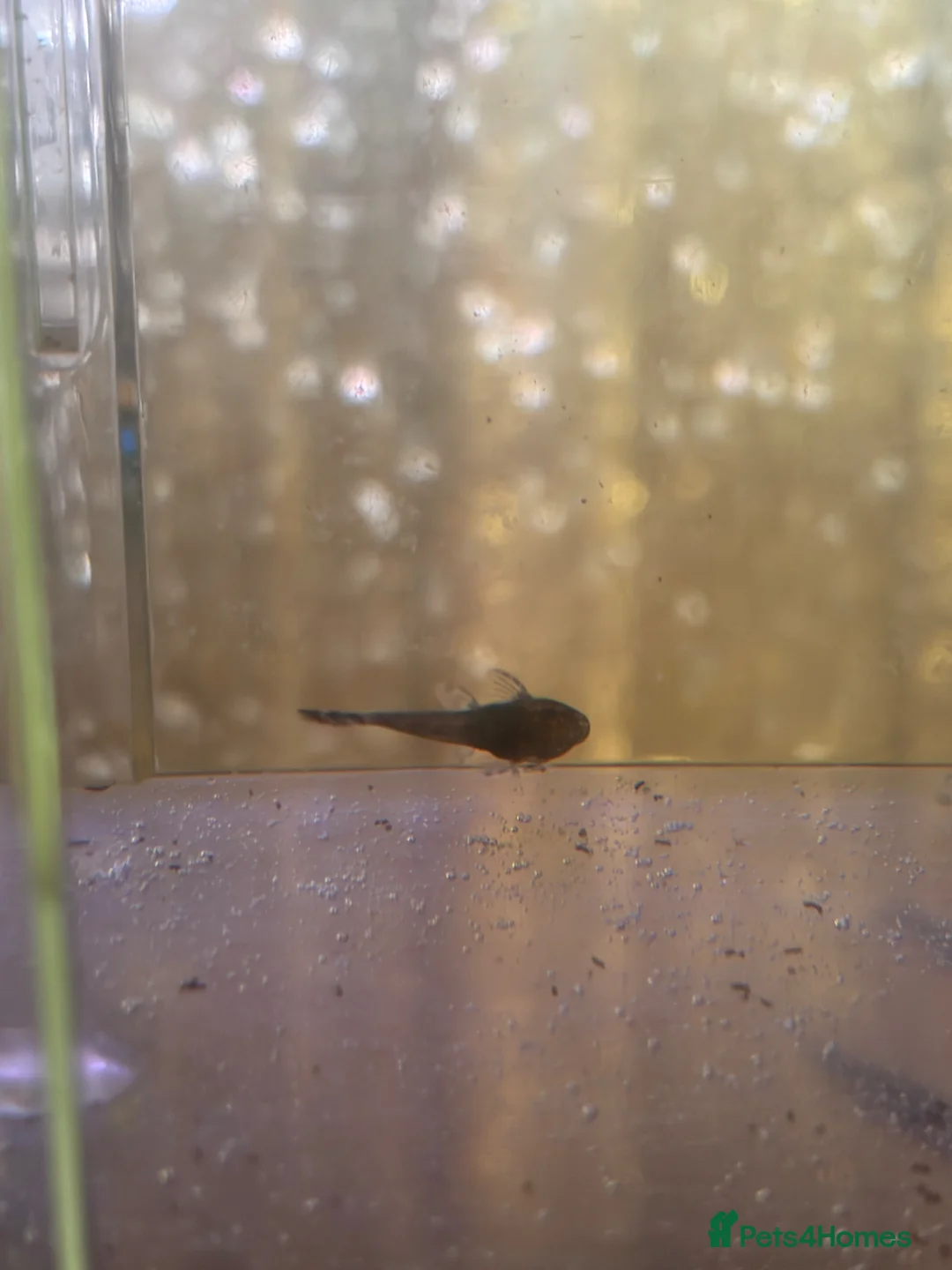 Plecos fish for sale: Bristlenose plecos  in Coleford - Advert 2