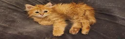 Siberian cats for sale: Pure Siberian kittens for sale - Advert 5