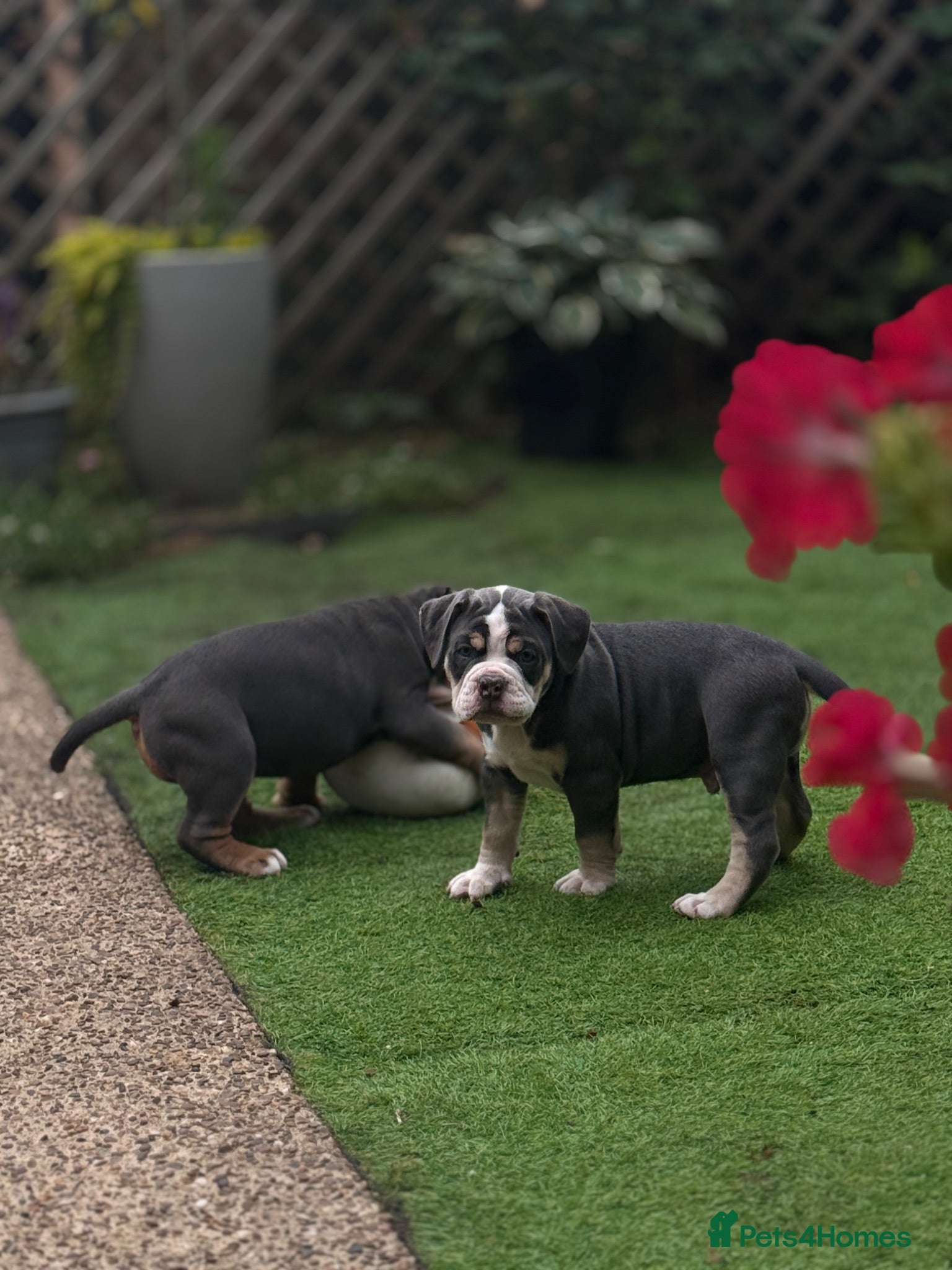 Olde English Bulldogge dogs 🔥🔥Champion bloodline Olde English Buldogs🔥🔥 - Advert 2