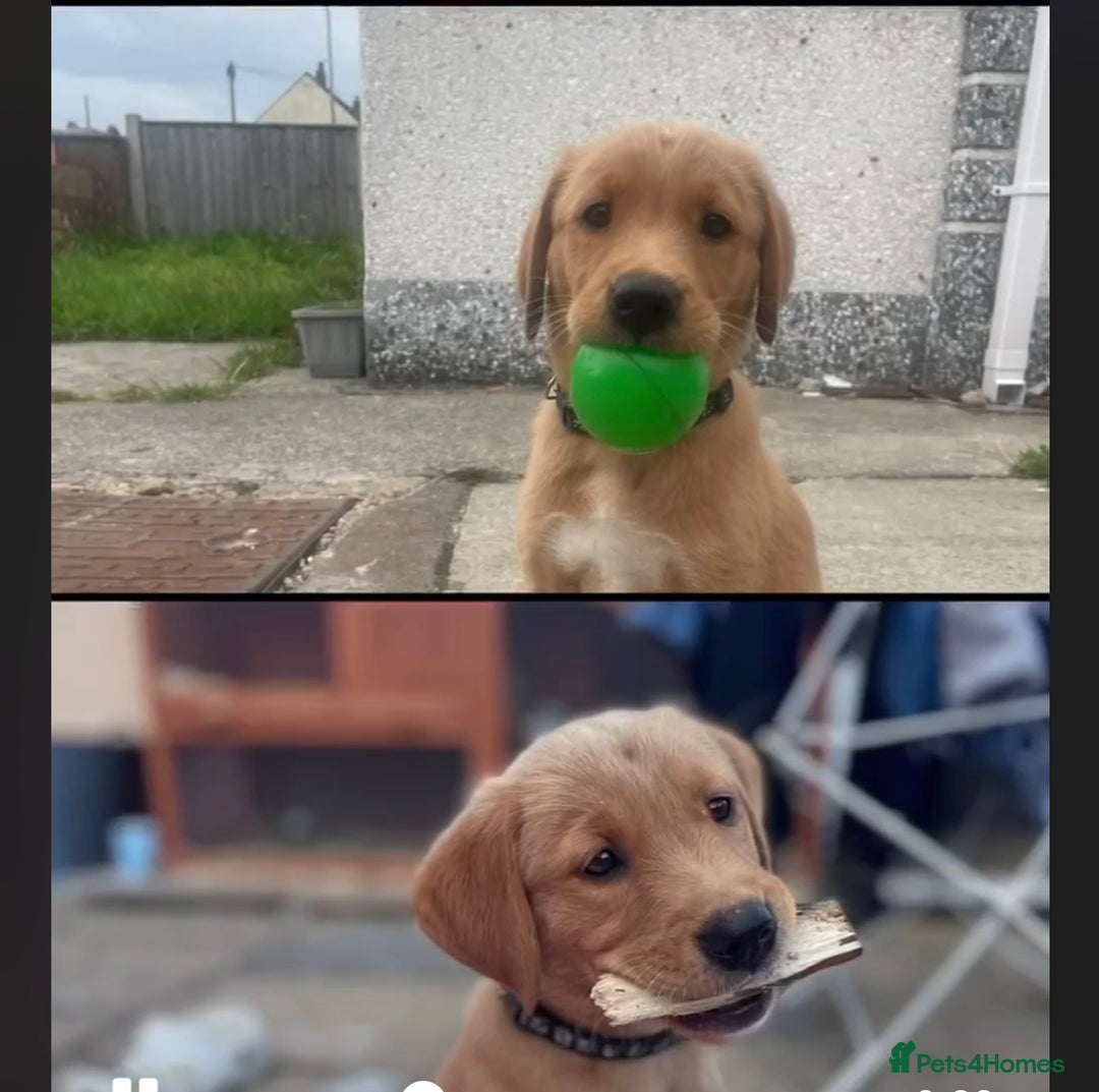 Goldador dogs for sale: Stunning Retriever cross Labrador puppy  - Image 7