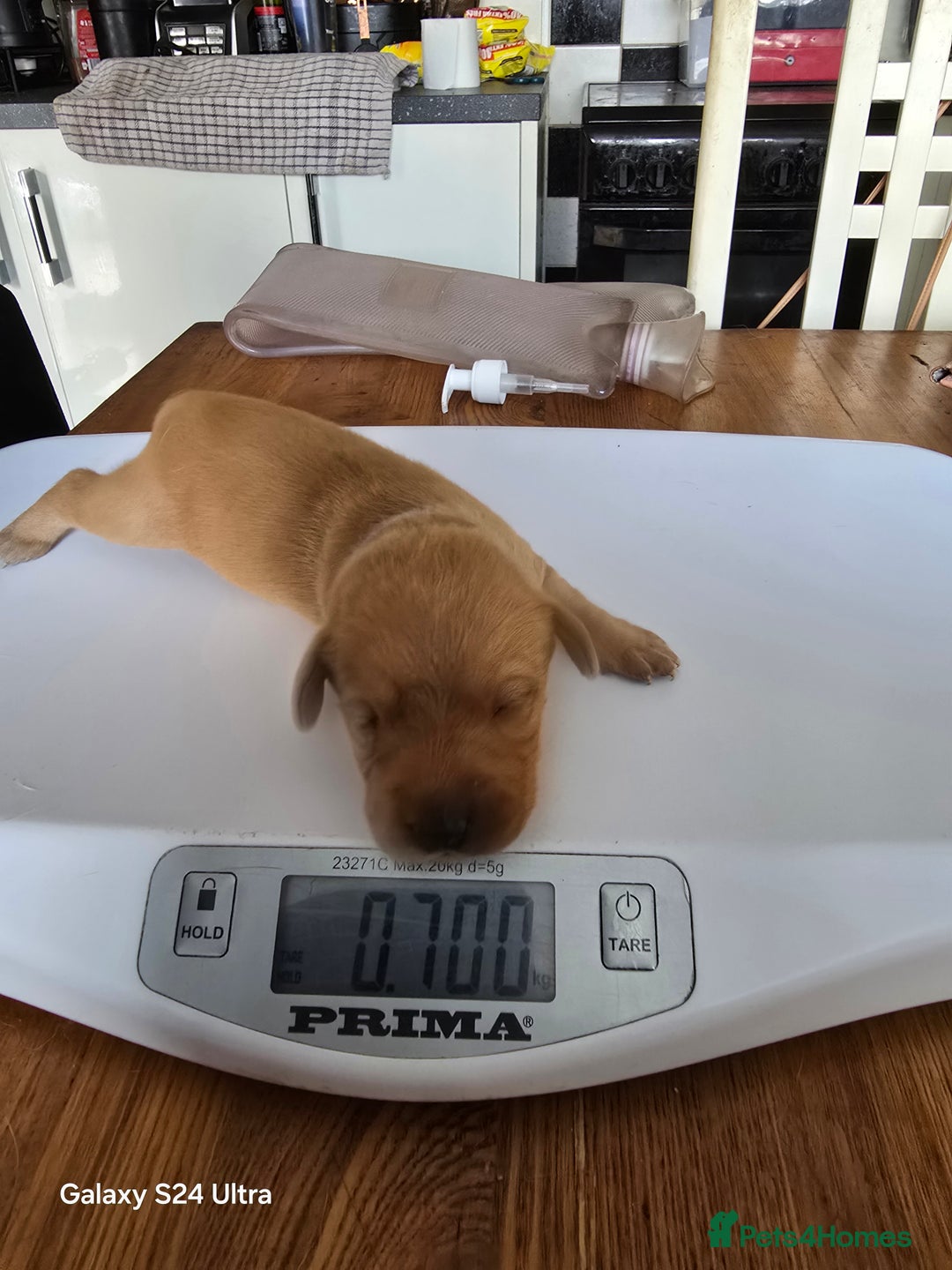 Labrador Retriever dogs for sale: KC REG Lab puppys x 2/11 ready to take home - Image 9