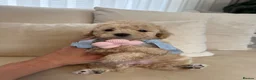 Toy Poodle dogs for sale: 5 gorgeous toy poodles - Advert 4