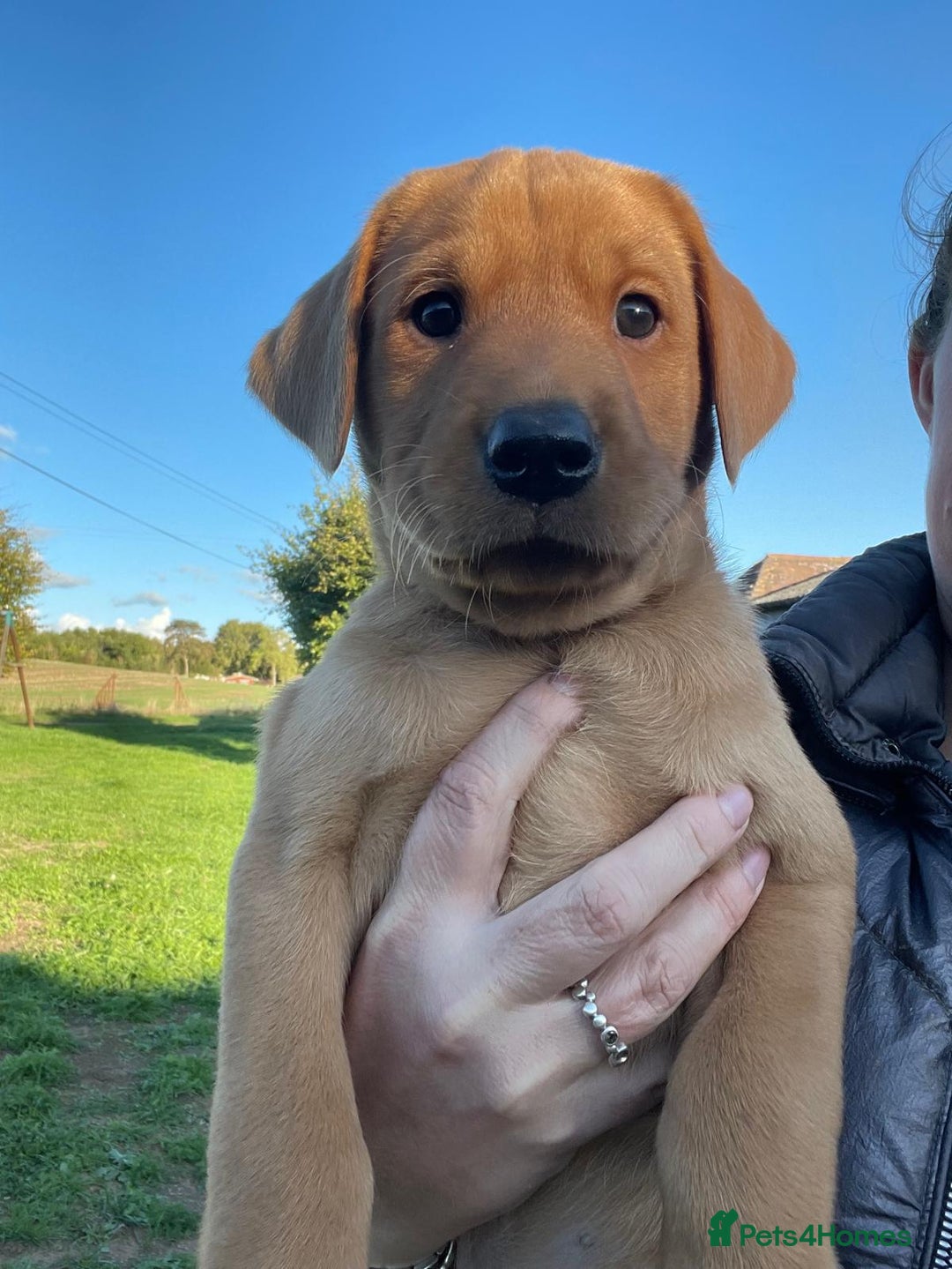 Labrador Retriever dogs for sale: Labrador puppies working or pet - Image 2