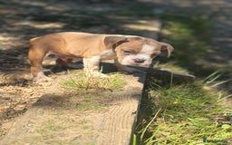 Old Tyme Bulldog dogs for sale: Old thyme bulldog puppy - Image 11