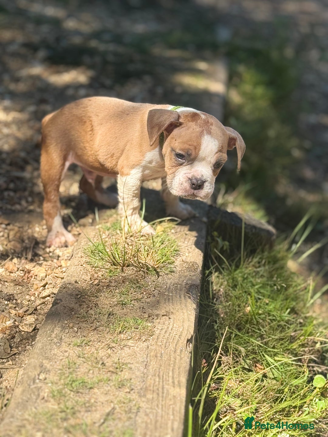 Old Tyme Bulldog dogs for sale: Old thyme bulldog puppy - Image 11