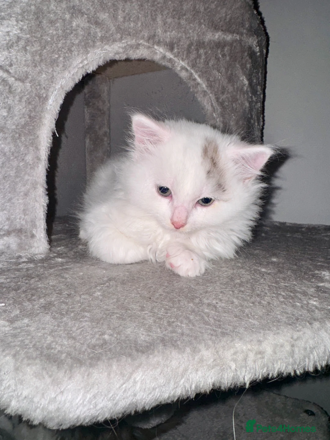Ragdoll cats for sale: Adorable Kittens Looking for Loving Homes  - Advert 20