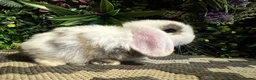 Mini Lop rabbits for sale: 🐰Pure breed mini lops ready to go 🐰 - Advert 5