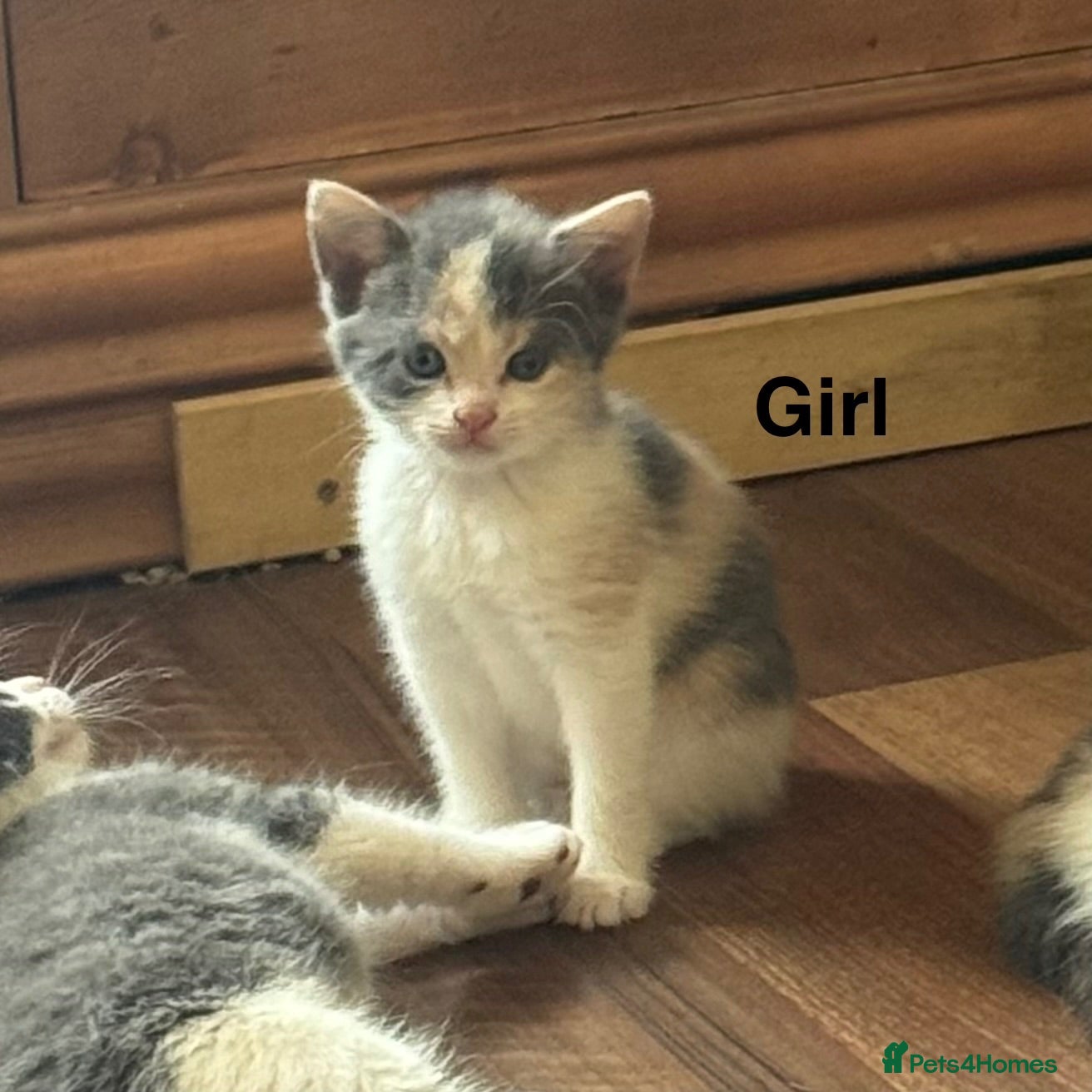 Mixed Breed cats 3 kittens ready for new homes.  - Advert 2