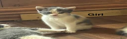 Mixed Breed cats for sale: 5 kittens ready for new homes.  - Advert 6