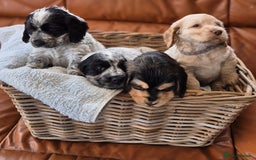 Cocker Spaniel dogs for sale: Cocker Spaniel Puppies - Image 1