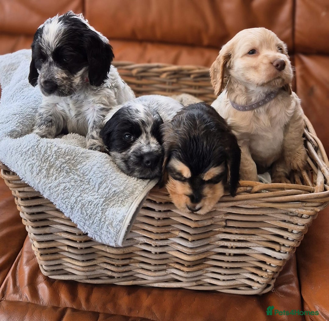 Cocker Spaniel dogs for sale: Cocker Spaniel Puppies - Image 1