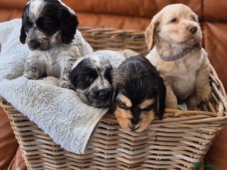 Cocker Spaniel dogs - Advert 31