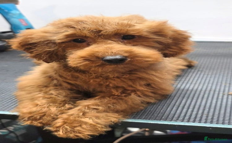 Miniature Poodle dogs - Advert 4